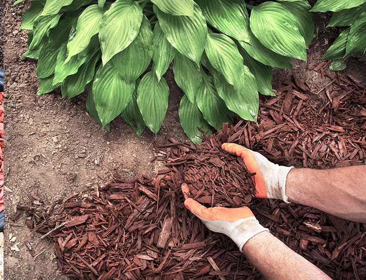 All American Landscaping Spring Professional Mulch Installation Service